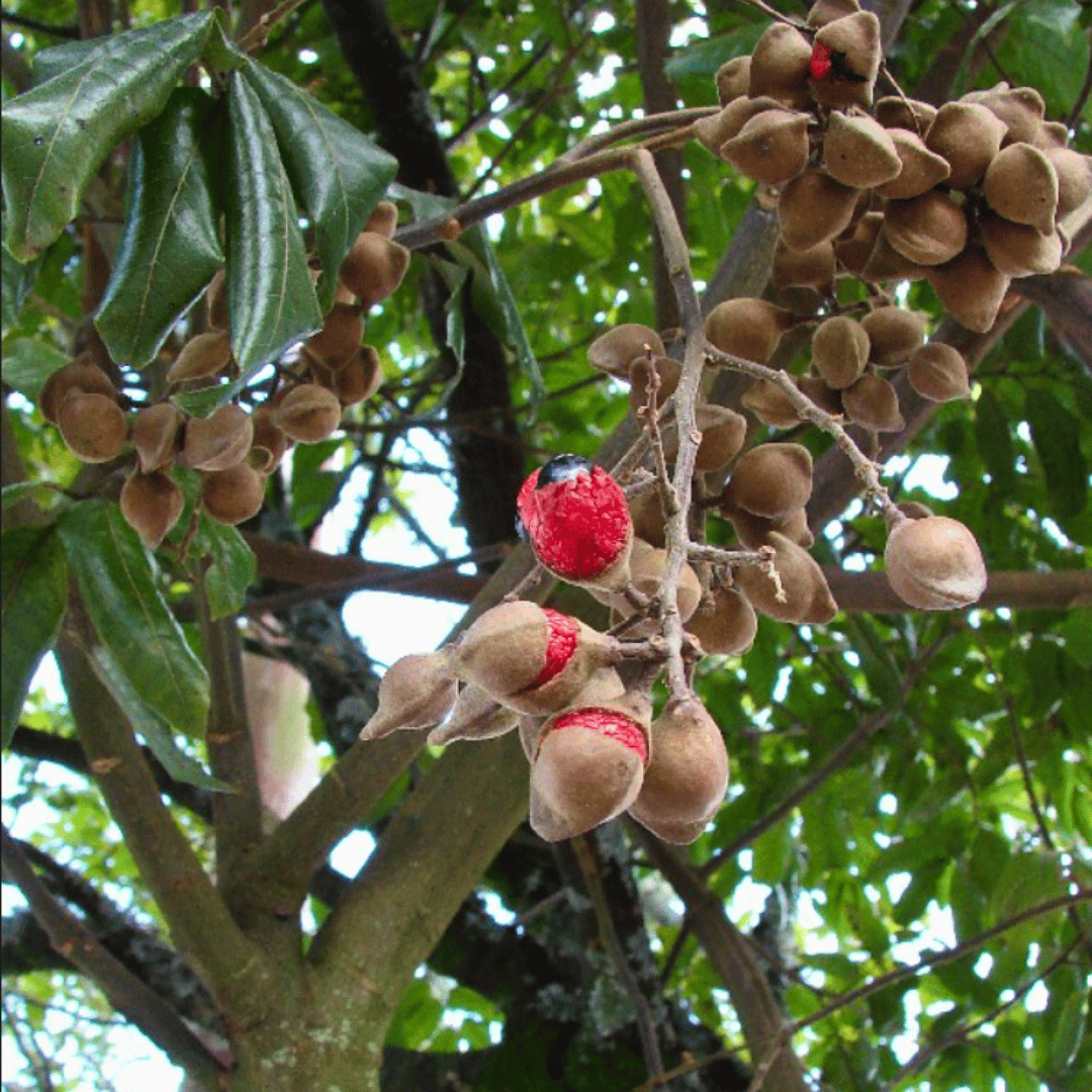 Tītoki MyNativeForest